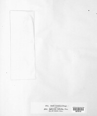 Leptospora rubella image